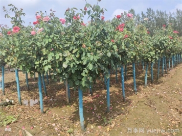 月季樹好活嗎？月季樹移栽成活率怎么樣？