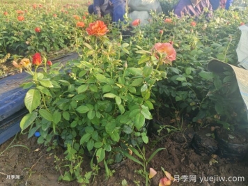 秋天綠化帶適合移栽月季苗嗎？