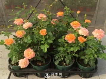 家庭盆栽月季花如何過(guò)冬？