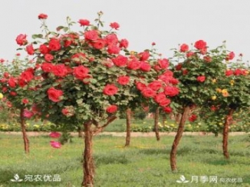 新栽的苗木如何越冬管理？