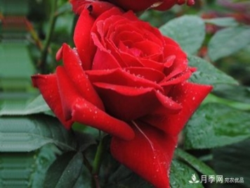 梅郎口紅月季 Rouge Meilland 推薦