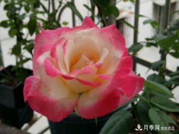 花大、濃香且適合新手栽種的3個(gè)大花月季品種推薦