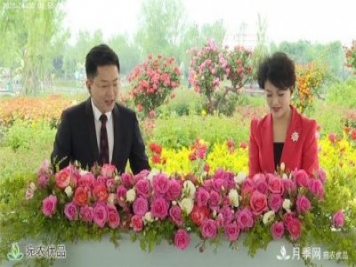 “網(wǎng)絡(luò)直播+電視直播+網(wǎng)絡(luò)互動(dòng)”云端賞花 南陽(yáng)月季香飄五洲