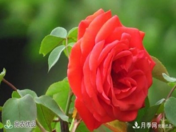 河南種苗站認定南陽市“薔薇屬植物種質(zhì)資源庫”建設項目
