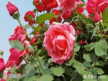 月季之鄉(xiāng)美不勝收！南陽月季景觀路觀賞指南，請收好！