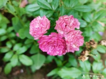 月季花殘花有必要剪嗎？月季花越剪越開