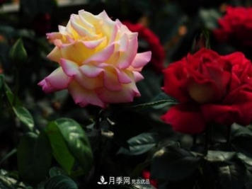 玫瑰、月季分不清？你買的玫瑰可能都是月季！