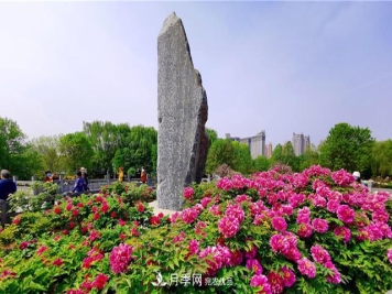 山東三大花都盛產(chǎn)牡丹、月季、玫瑰，看看是哪里？