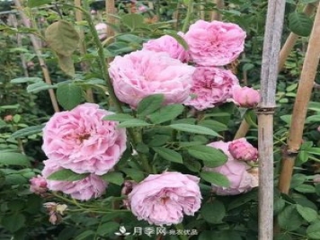 盤點(diǎn)30款又香又好看的月季，讓花園香氣迷人又美麗