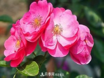 藤本月季有哪些好品種？我推薦這5個(gè)品種