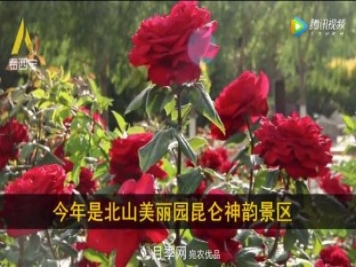 青海西寧第七屆月季展，北山美麗園20多萬(wàn)株月季盛開(kāi)！