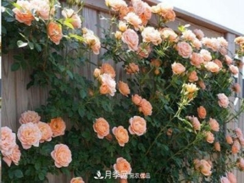 廣東種月季，首選這15個品種，一年花開10個月！
