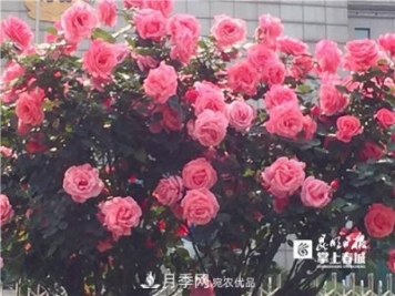 樹狀月季很養(yǎng)眼，云南昆明上萬株高稈月季熱情綻放