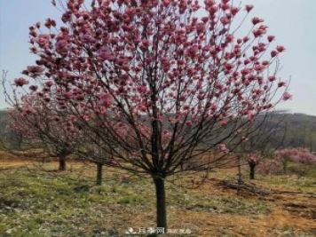玉蘭之鄉(xiāng)，紫玉蘭紅玉蘭白玉蘭廣玉蘭二喬玉蘭的區(qū)別和價格