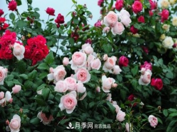 耐熱月季，廣東適合種什么月季？