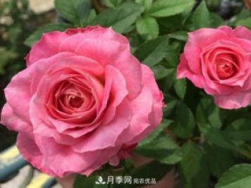 推薦4種微型月季，專為陽(yáng)臺(tái)而生，值得擁有