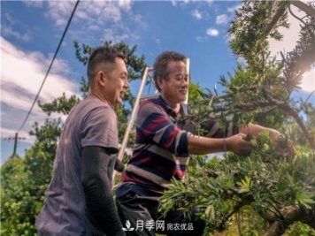 一樹(shù)一景，湖南長(zhǎng)沙花木造型師的“雙搶”季