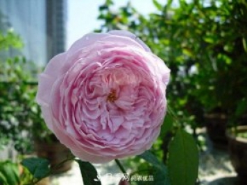 推薦4種優(yōu)秀藤本月季，開花多一開就停不下來