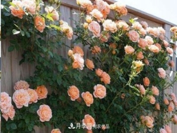 廣東種月季，首選這15種，一年花開10個月！