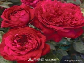 10款紅色系月季推薦，款款驚艷