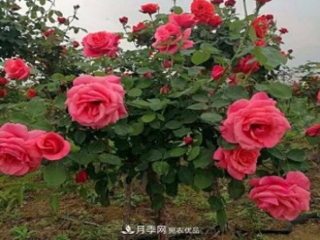 公園樹狀月季，景區(qū)樹狀月季，樹狀月季苗批發(fā)基地