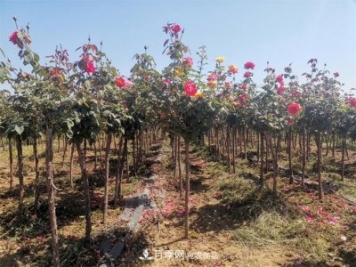 河北樹狀月季批發(fā)基地，品種月季產(chǎn)地直供價(jià)格表