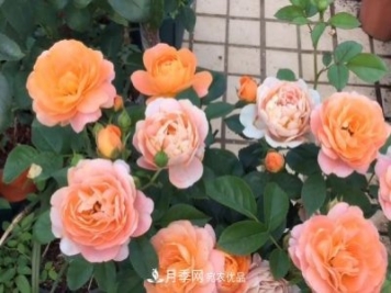 果汁陽(yáng)臺(tái)月季好養(yǎng)嗎，一年開(kāi)幾次花？