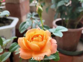 新手入坑月季，學(xué)好5個(gè)小妙招，果汁陽(yáng)臺(tái)月季輕松開(kāi)花滿盆