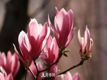 玉蘭飄香溢山鄉(xiāng)——南陽南召玉蘭產(chǎn)業(yè)紀(jì)實