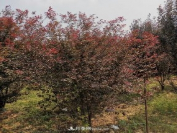 南陽紫葉李苗木基地，紫葉李都有哪些優(yōu)點和特點？