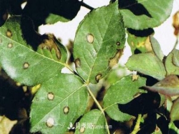 月季炭疽病癥狀、發(fā)病特點(diǎn)及防治方法