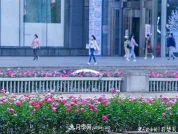 相約金秋，一場(chǎng)月季旋風(fēng)吹遍武漢漢陽(yáng)三鎮(zhèn)！氣場(chǎng)強(qiáng)大堪比春天