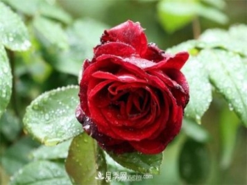 陰雨天對月季還有好處？做好這幾點雨水也能當(dāng)肥料