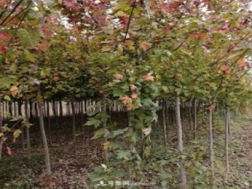 南陽(yáng)美國(guó)紅楓基地批發(fā)價(jià)格出售