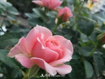 月季品種推薦：世霸