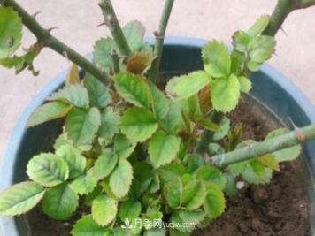 果汁陽(yáng)臺(tái)的根部爆了很多筍，筍全部留下，枝條全部剪下可以嗎？