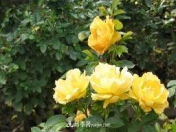 黃叢蓉月季Yellow Leisure Liness推薦