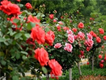 月季和玫瑰的區(qū)別是什么？分辨很簡單