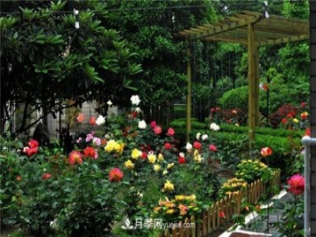 南通市花是什么？南通市花是月季