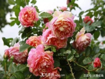 河南省各市市花，洛陽牡丹最出名，月季最受歡迎