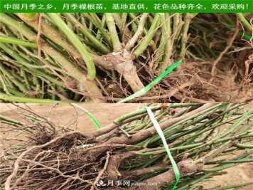 月季裸根苗什么時(shí)候栽種？教你把握最佳時(shí)機(jī)栽種