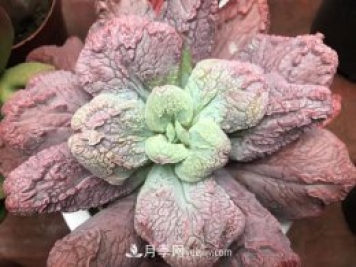 十大最丑多肉，你見過哪幾種？