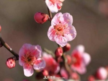 淮北市的市花是什么？月季花的花語寓意