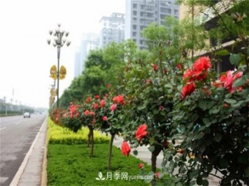 冬季常綠的綠化苗木有哪些？
