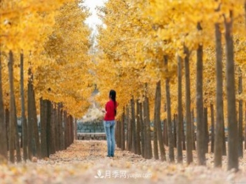 2021綠化苗木行業(yè)兩極分化加劇 你是哪一級(jí)？
