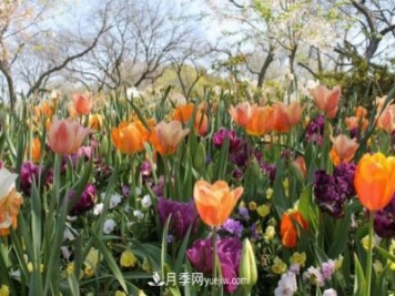 玫瑰要交專利費 花卉消費還能“香”多久