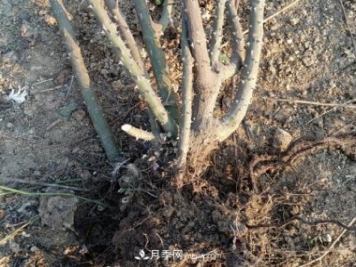 月季裸根大苗，品種多，適合工程和花友種植