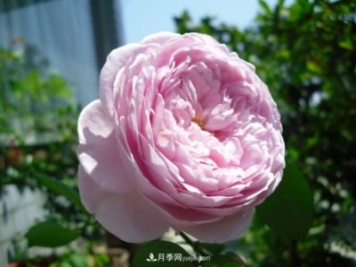 歐月月季種一棵長一片，陽臺庭院都能養(yǎng)，見過的人都喜歡