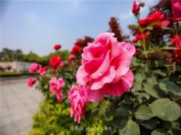 分享綠化選用南陽(yáng)月季的養(yǎng)護(hù)措施