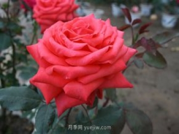熱臘月季
